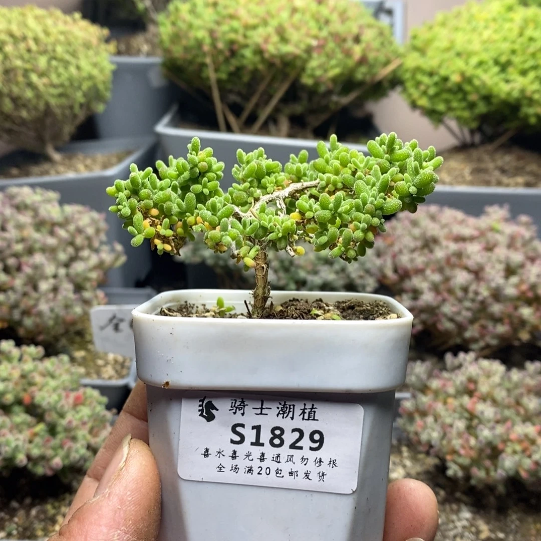 1829小小米枝干多肉