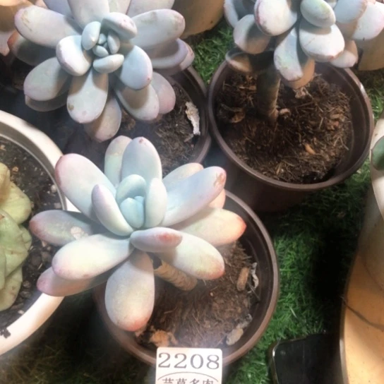 原始奶酪，2208，一物一拍