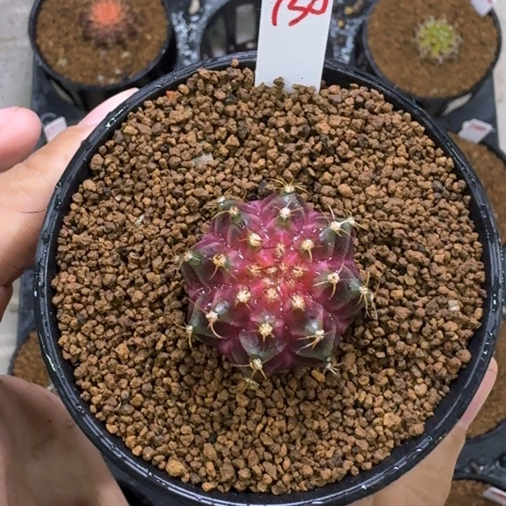 实生轮回福利捡漏