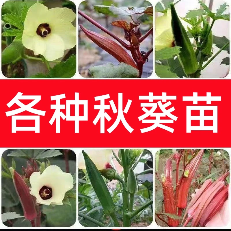 红秋葵黄秋葵苗辣椒茄子西红柿草莓甜瓜西瓜等各种蔬菜苗阳台盆栽