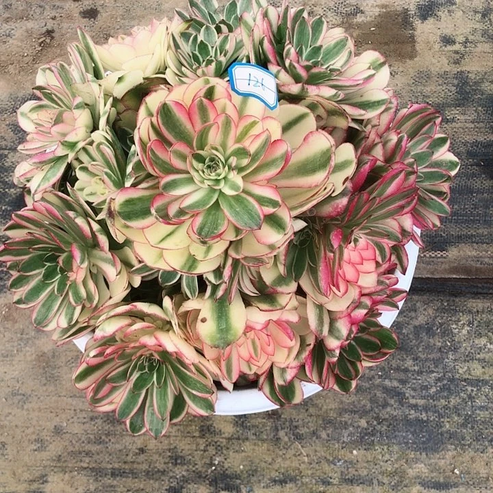 静126荔枝多肉法师