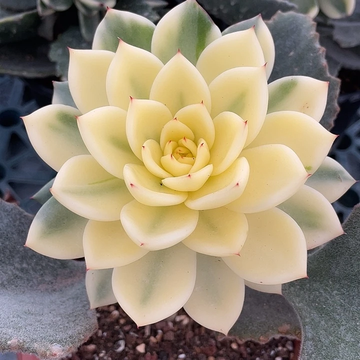 雪花和牛锦 三个腹轮侧芽 锦龙一物一拍