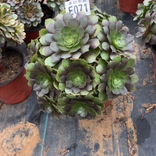 071万圣节不包断枝