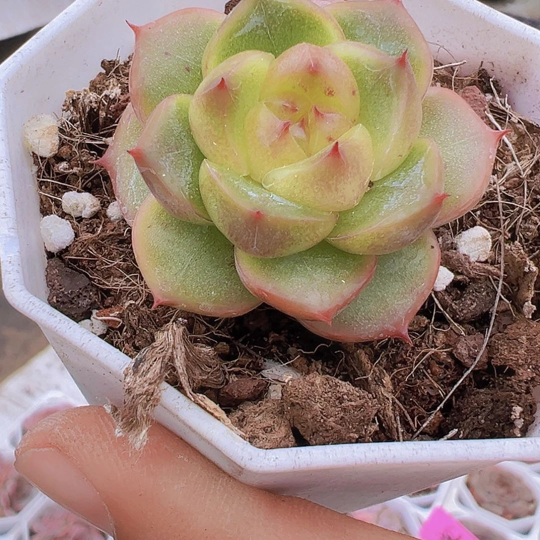 灯泡珍妮19包邮多肉