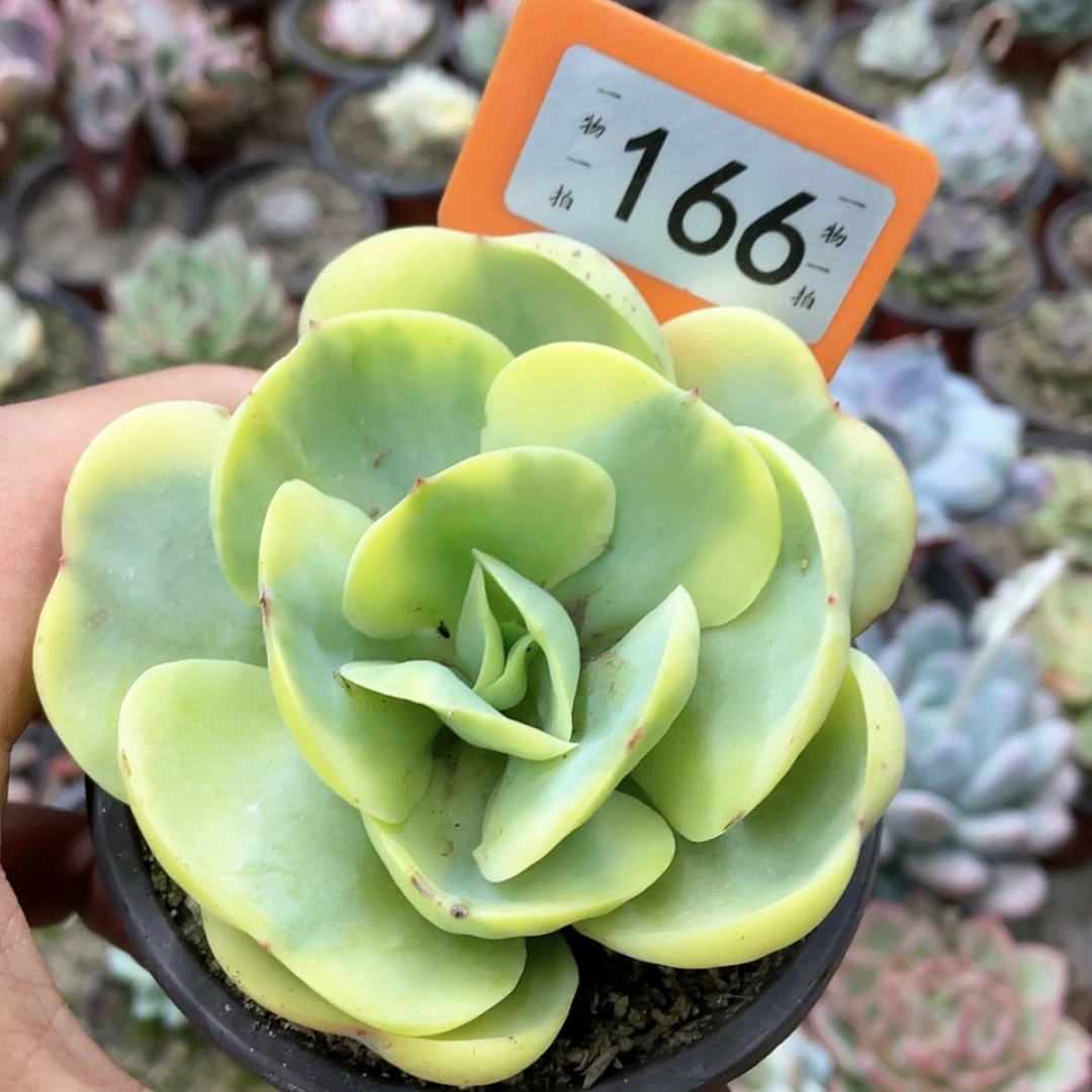 【闪购商品】岁*166号