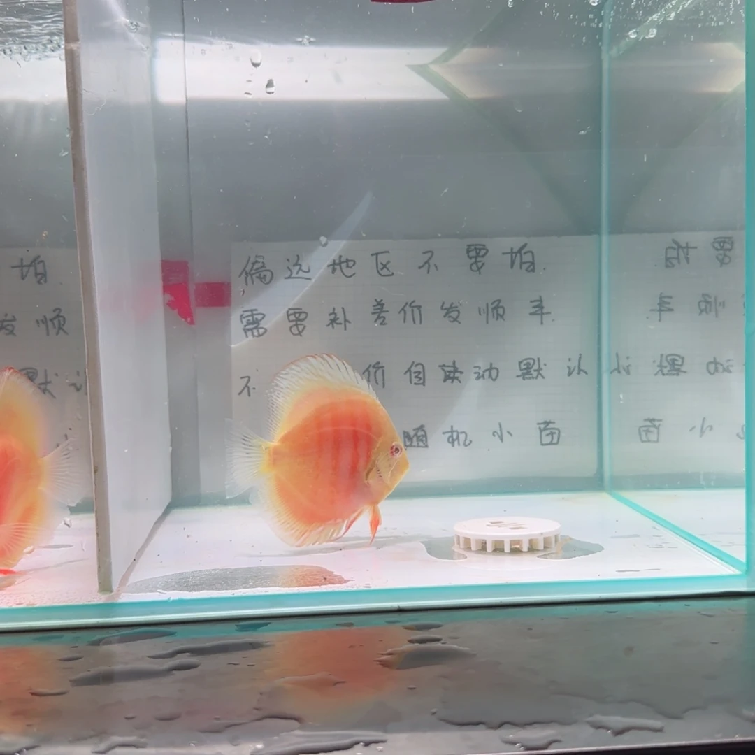 七彩神仙鱼七彩神仙鱼