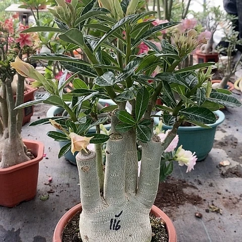 【闪购商品】无花朵天***绿植