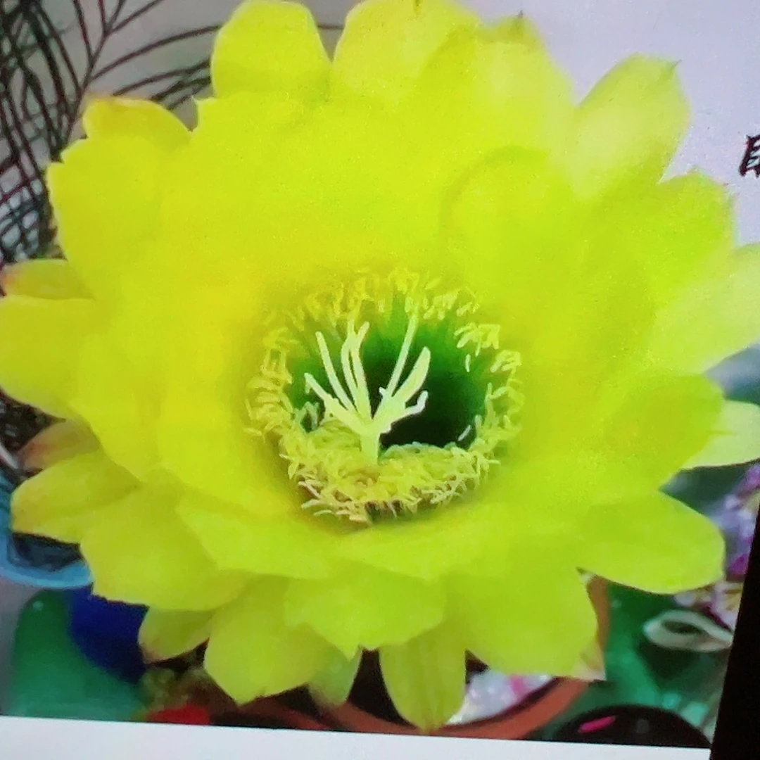 毛花柱 绿眼睛 侧芽 满20包邮