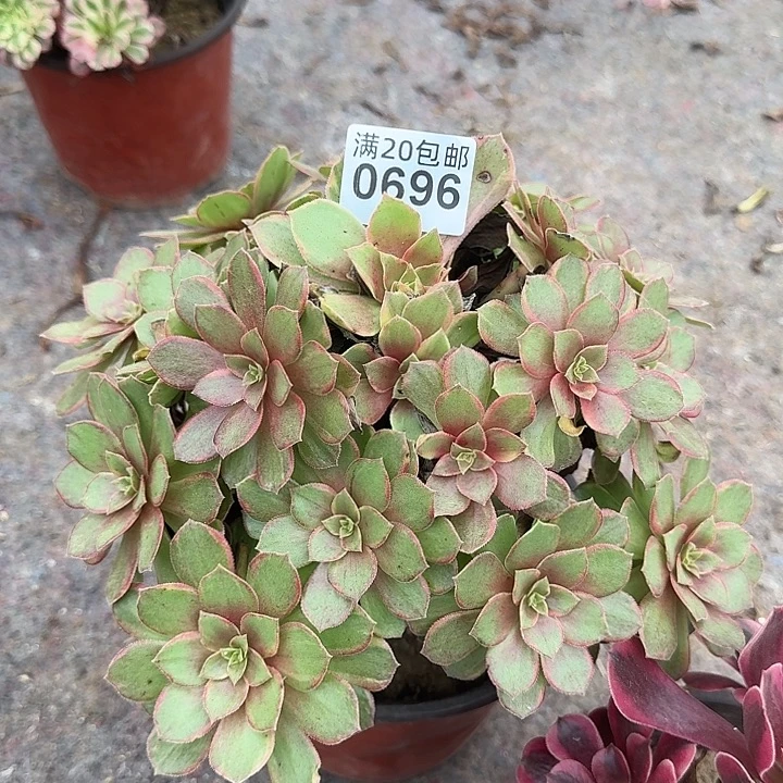 0696水蜜桃，送美杜莎