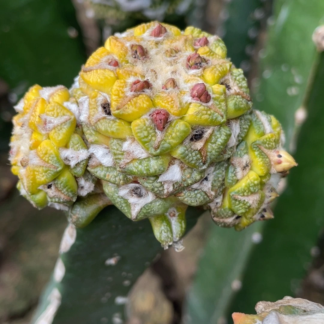 珍***版全部花朵牡丹锦 仙人球开花