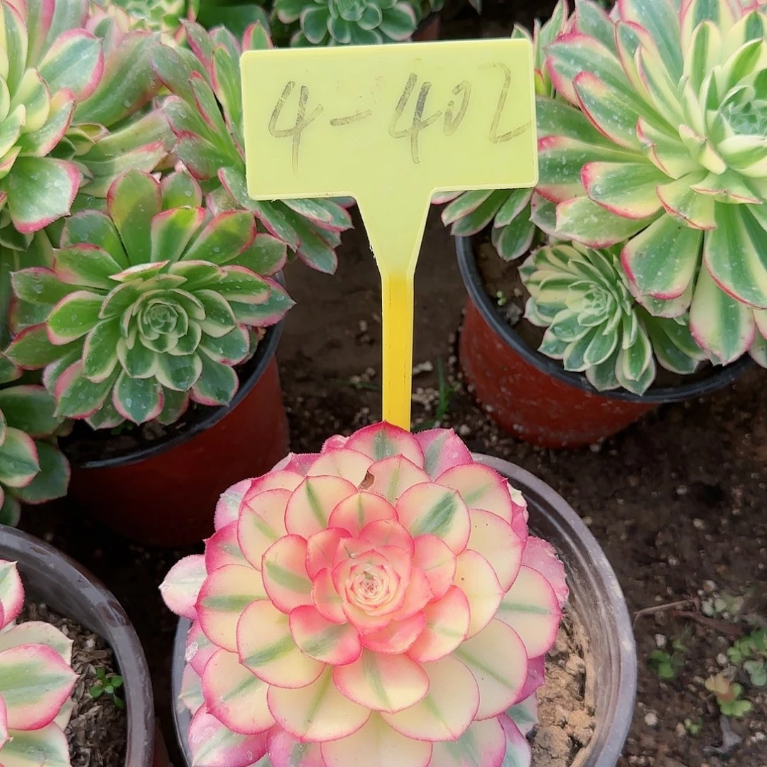 4-402---多头多肉植物倾城