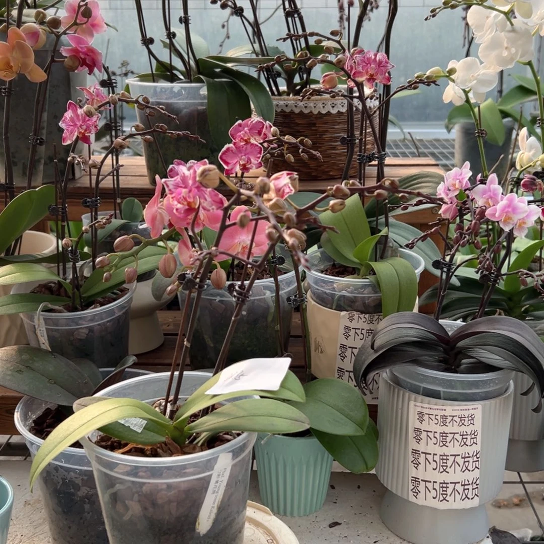 完全开放8859蝴蝶兰