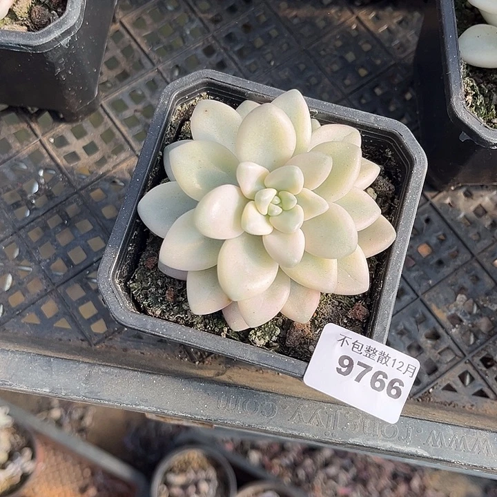 阿雅园艺。        9766丸叶锦