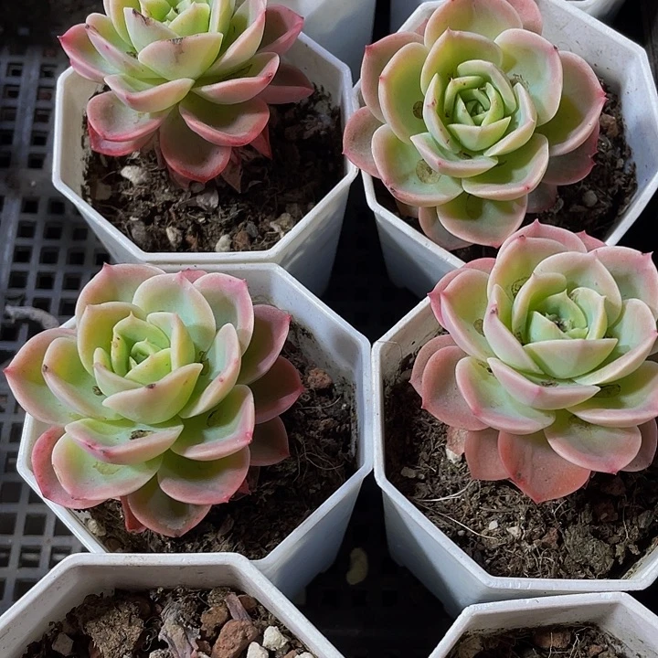 哈密瓜2.8带盆土