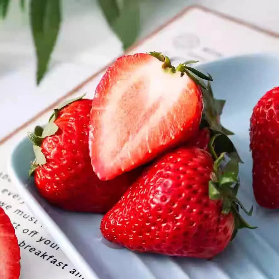 【刘家峡草莓】新鲜刘家峡奶油草莓约3斤（1盆）5%内擦伤比为正常