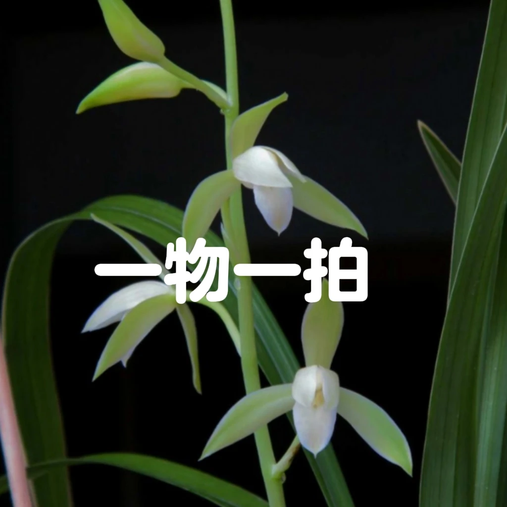 【一物一拍】切勿乱拍！！！ 乱拍不负责 以客服聊天为主