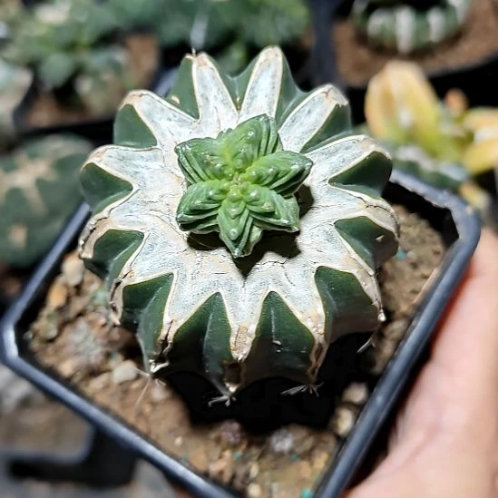 五星花龙297297297