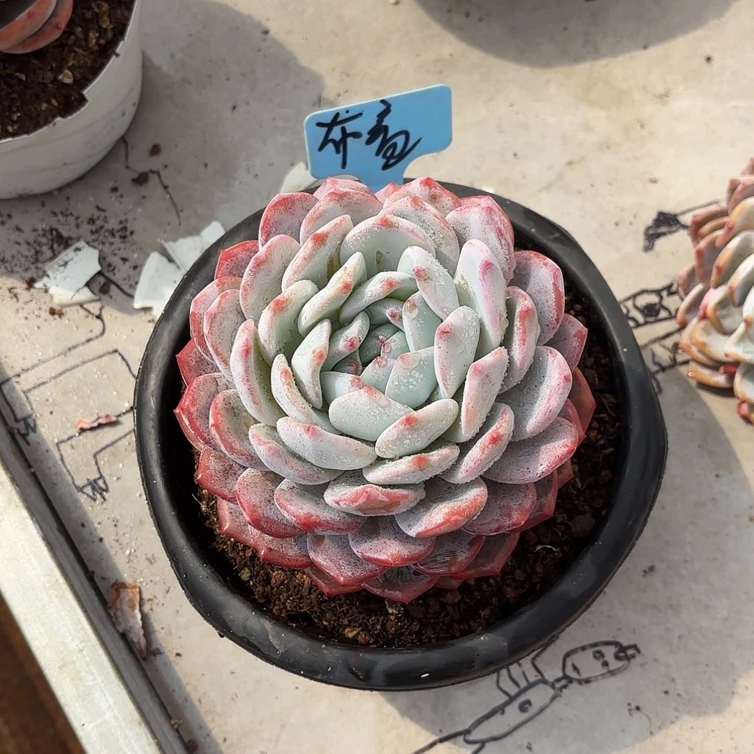 不羞妹妹的大橙子回家