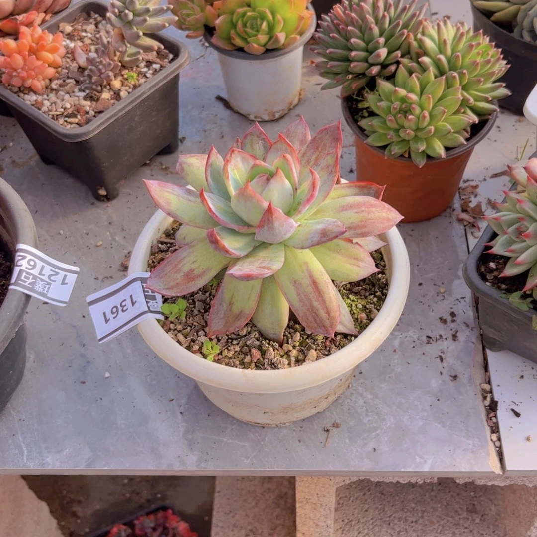 惊鸿多肉植物1361