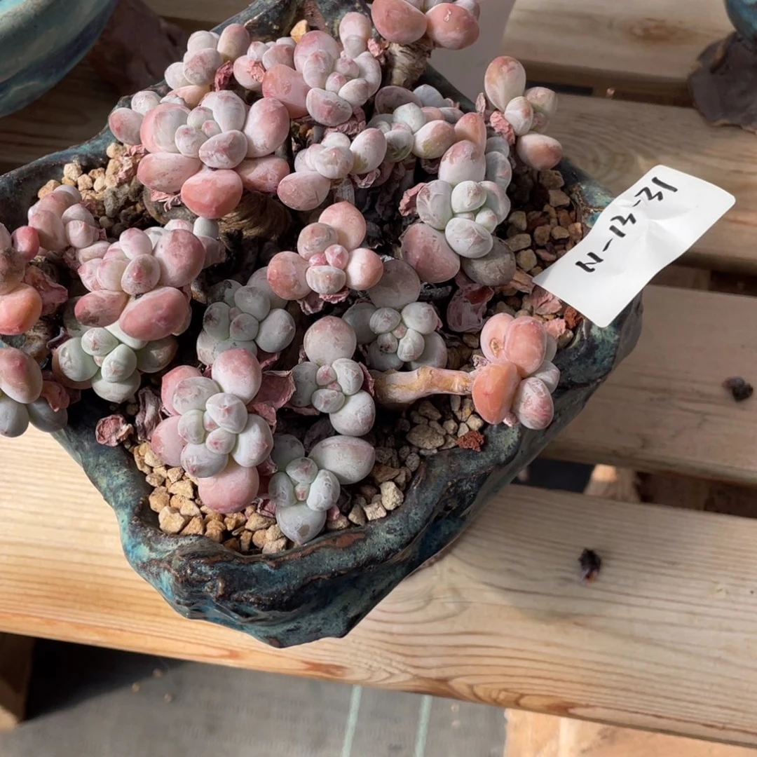 **** 11-13-31静好多肉园艺