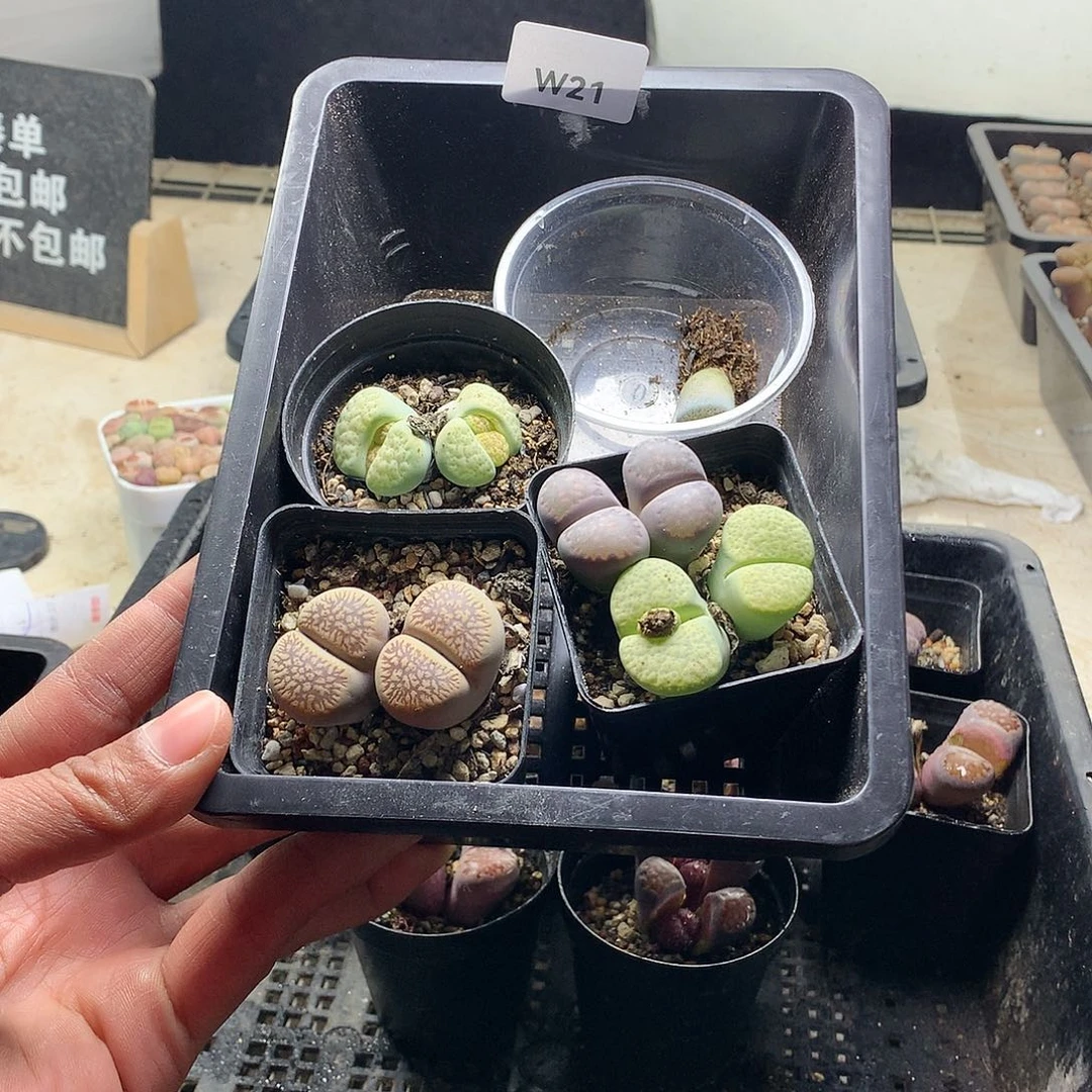 桐*侠w 21多肉植物保护研究所