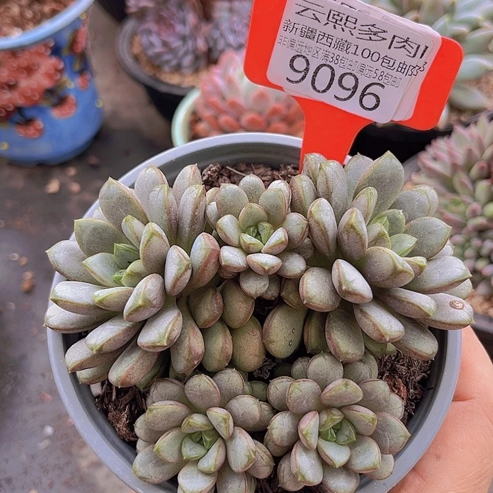 9096葡萄。