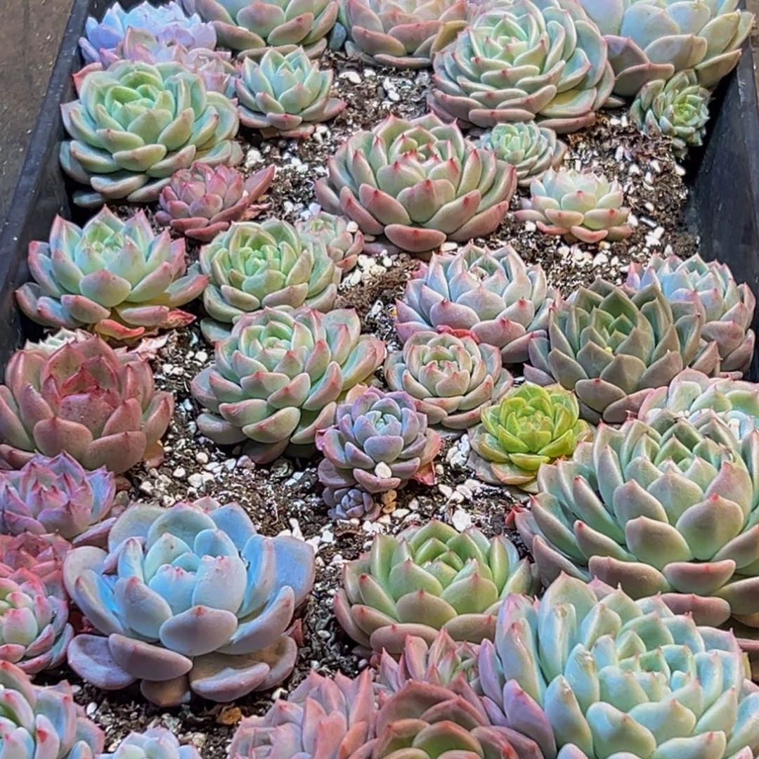 652多肉葡萄的味道是真的