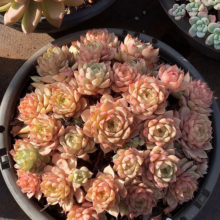 923本吧一物一拍多肉