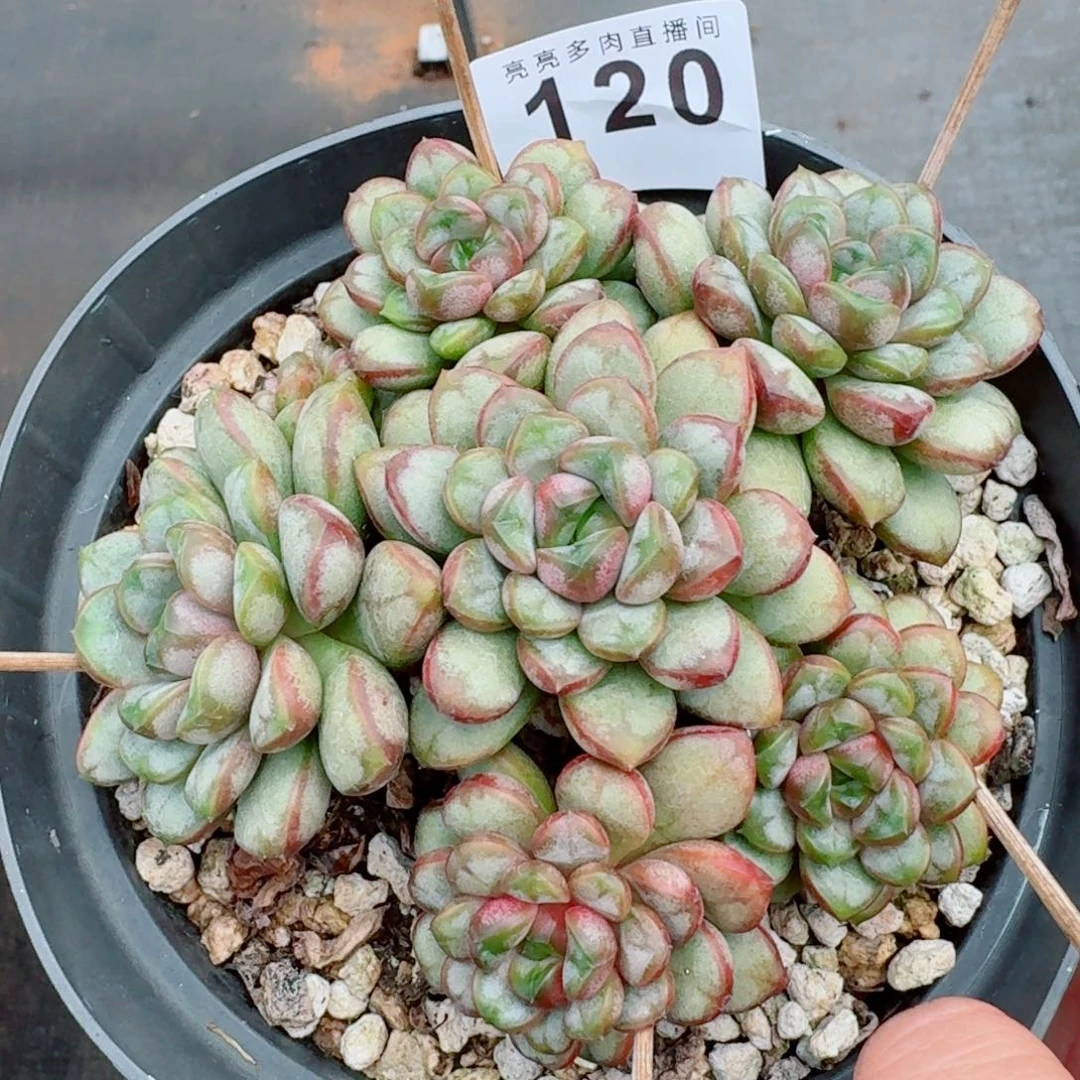 葡萄老桩            精美多肉植物