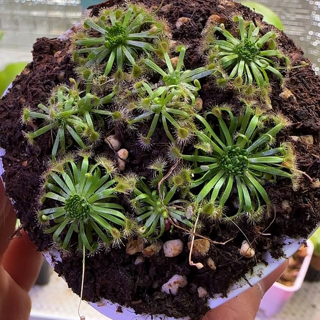 无花朵专拍金丝绒