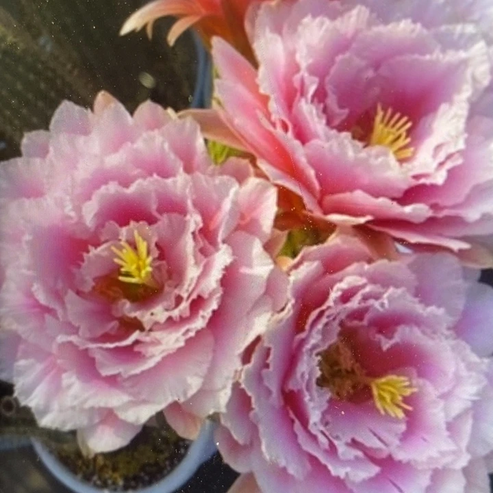 毛花牛大仙女侧芽5厘米