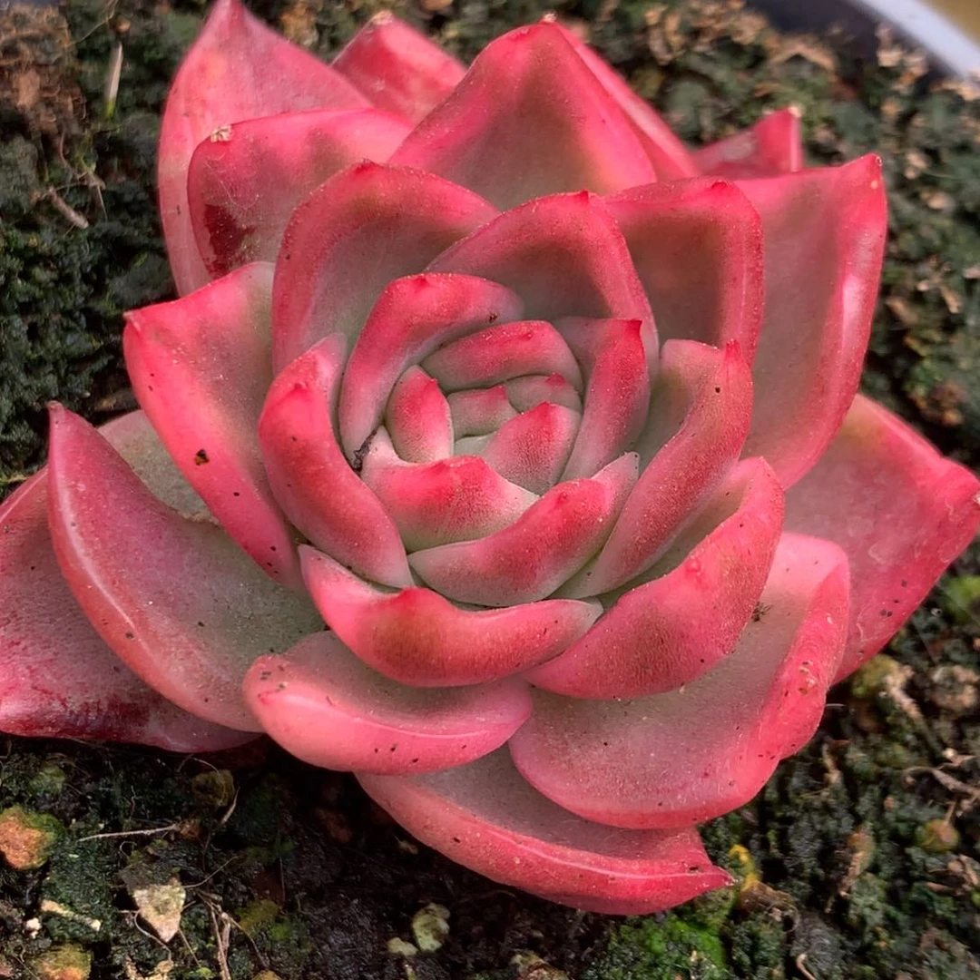 弗兰克头盖锦锦锦锦锦