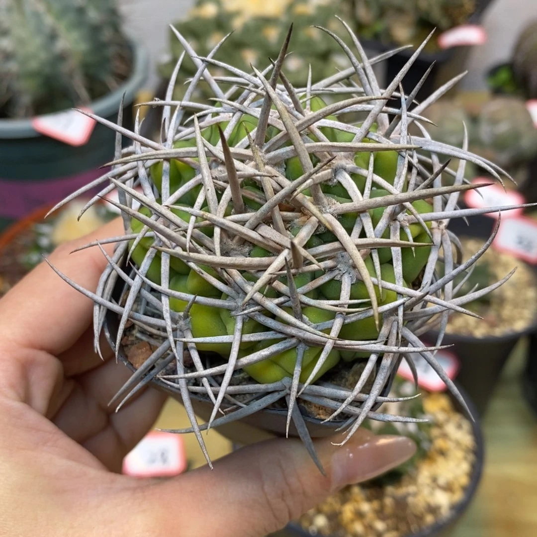 45号 实生强刺碧岩玉整体8.5公分带盆土