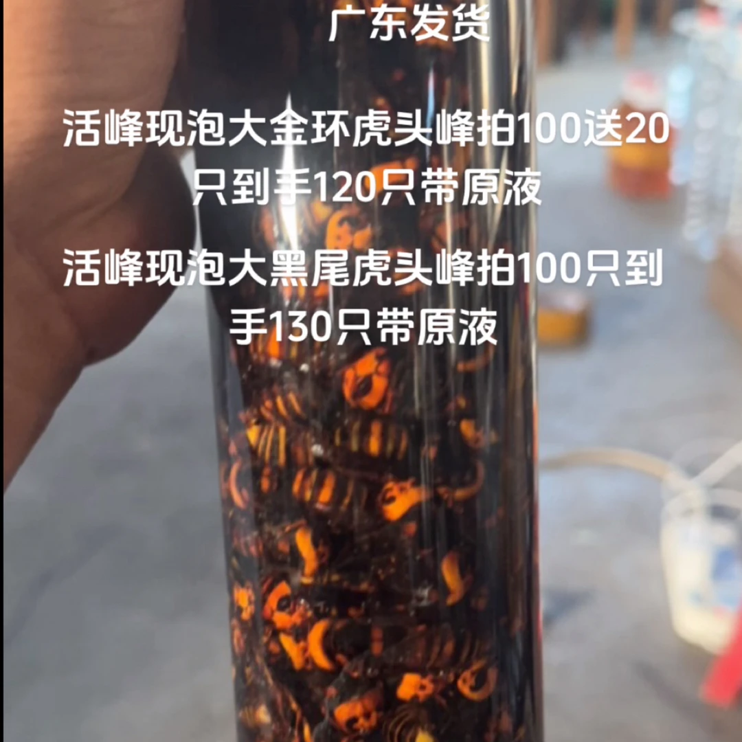 野生金环虎头蜂马蜂活蜂活泡