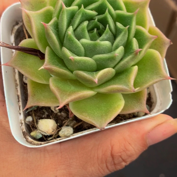 皮皮虾  （满9.99包邮不满9.99发叶子）