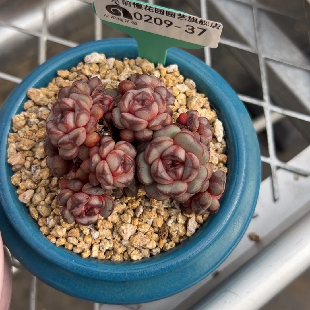 多肉一物一拍0209-37