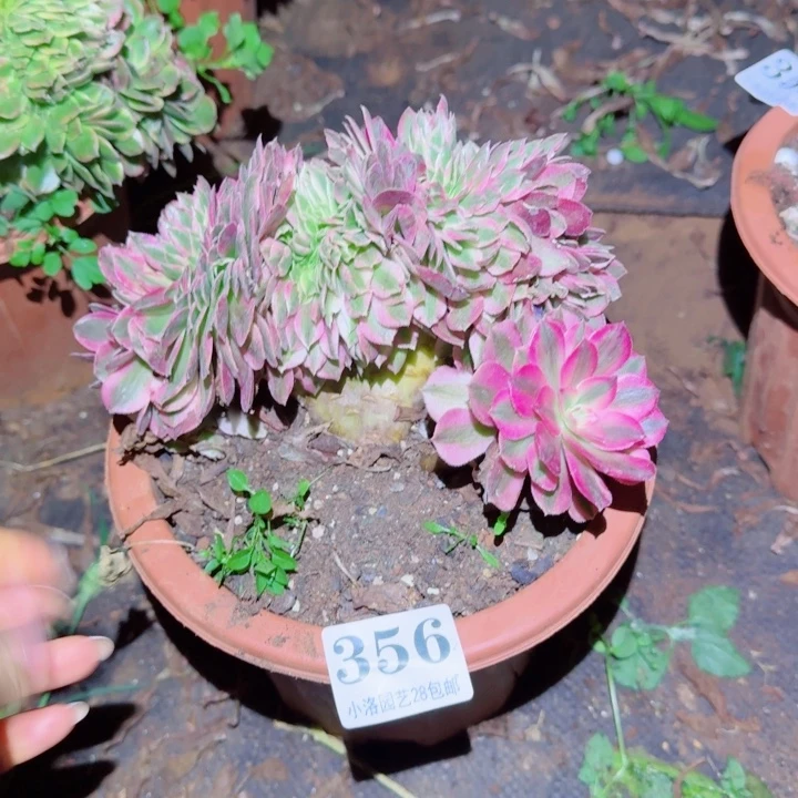 356荔枝缀化多肉植物满28包邮