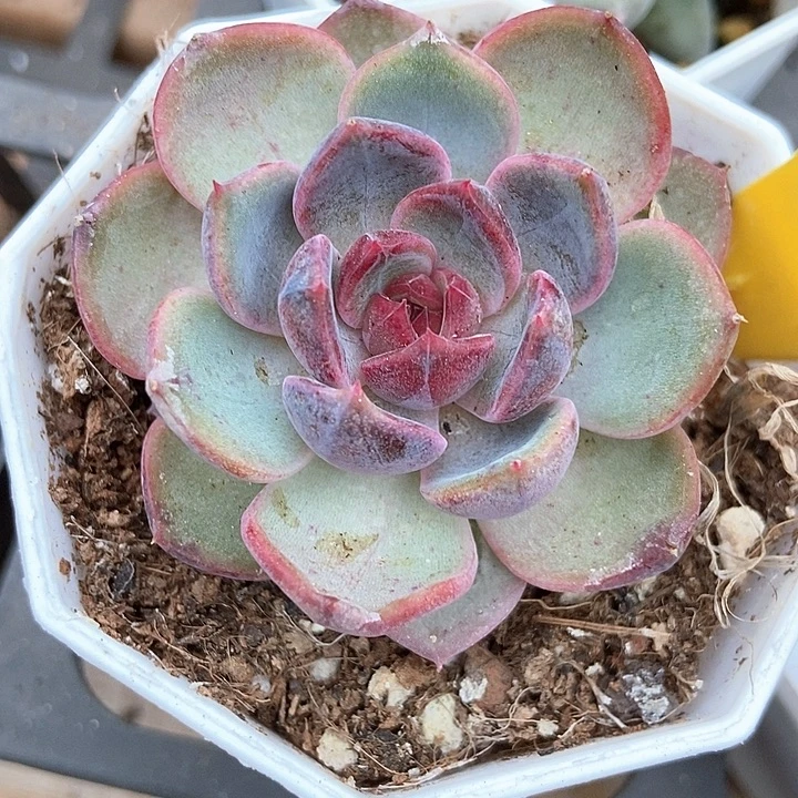 多肉植物蓝莓803多肉