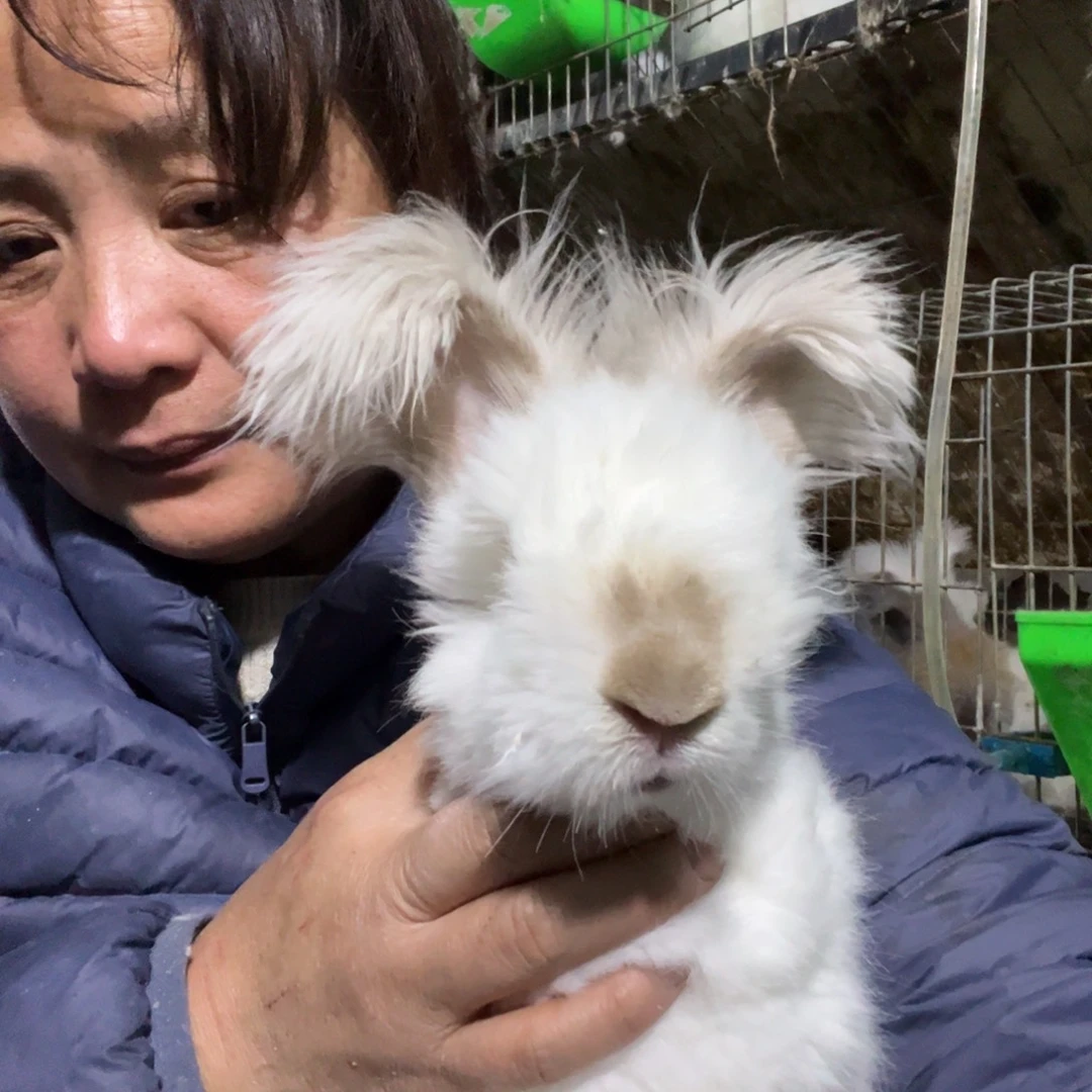 双血统英系安哥拉兔