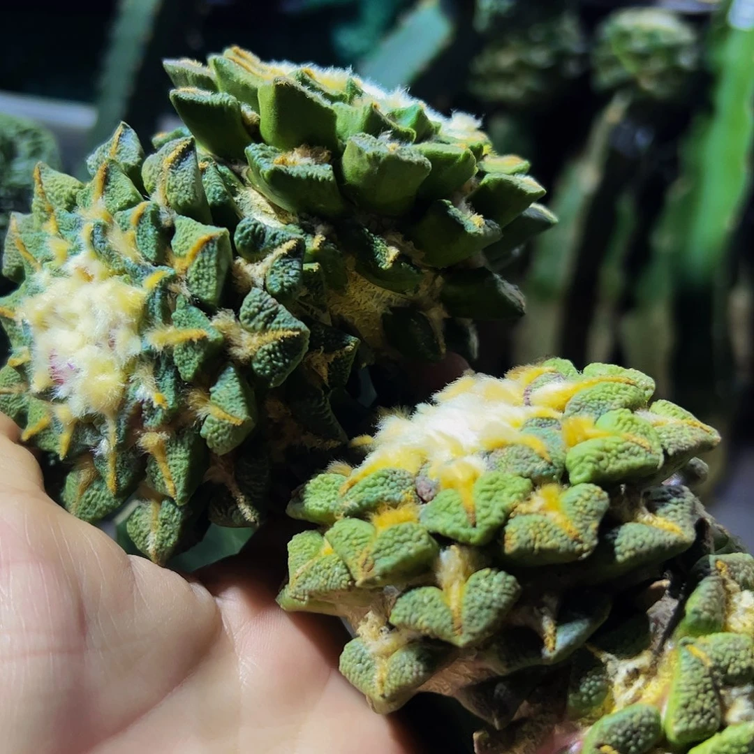 全部花朵系****?两颗双头大尤黑牡丹