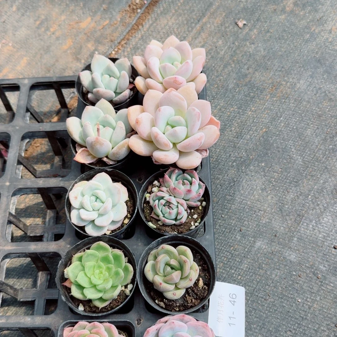 11-46杂交组合十棵量拍