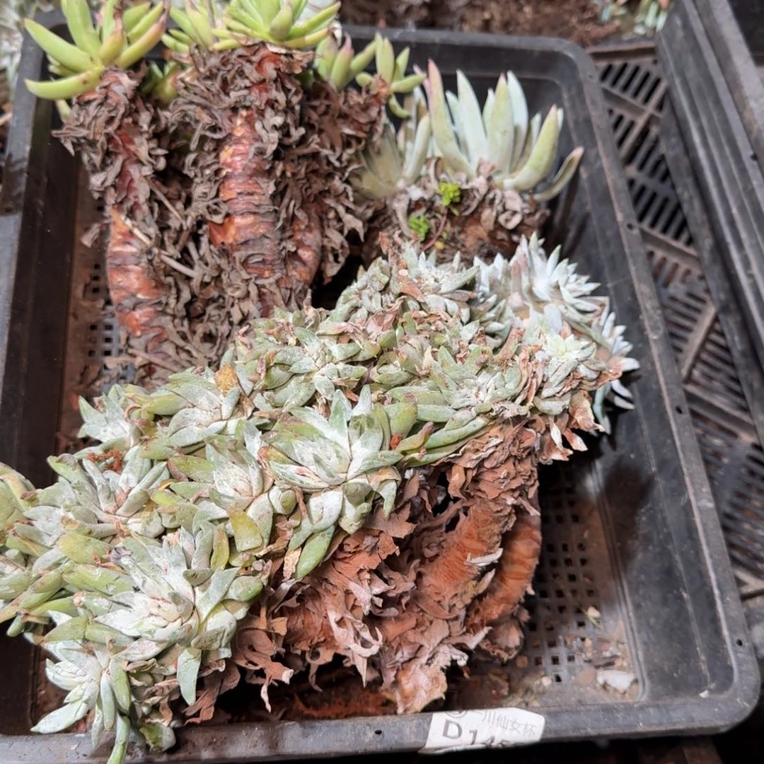 8313瑕疵框拍不售后