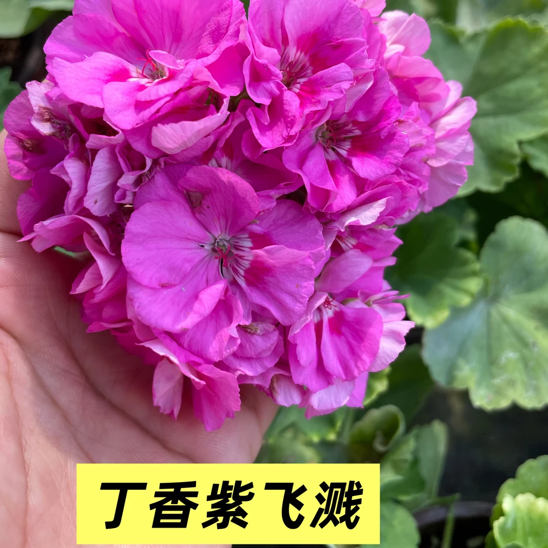 丁香紫飞溅 直立天竺葵