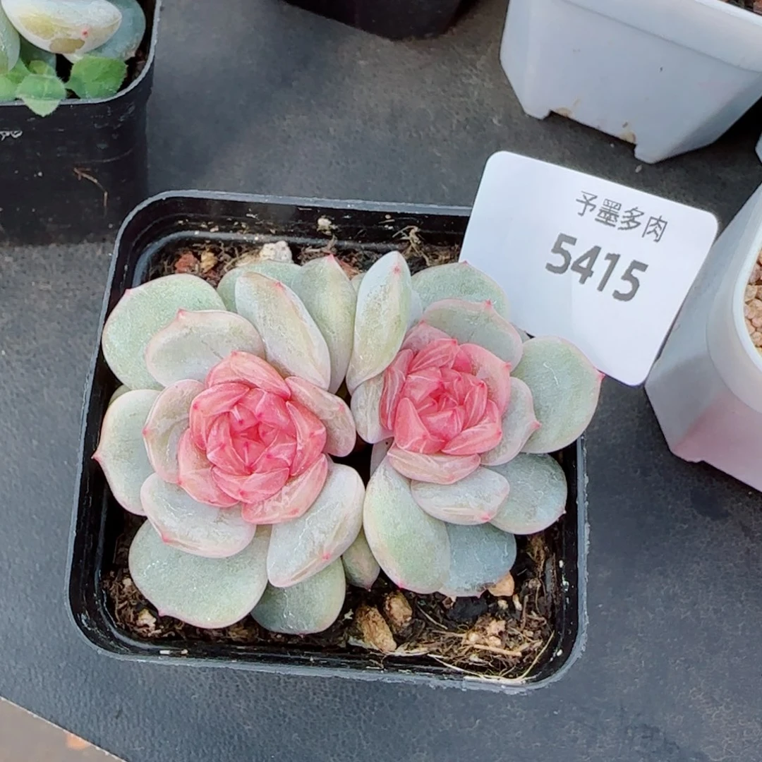 兰****粉恋，5415多肉植物
