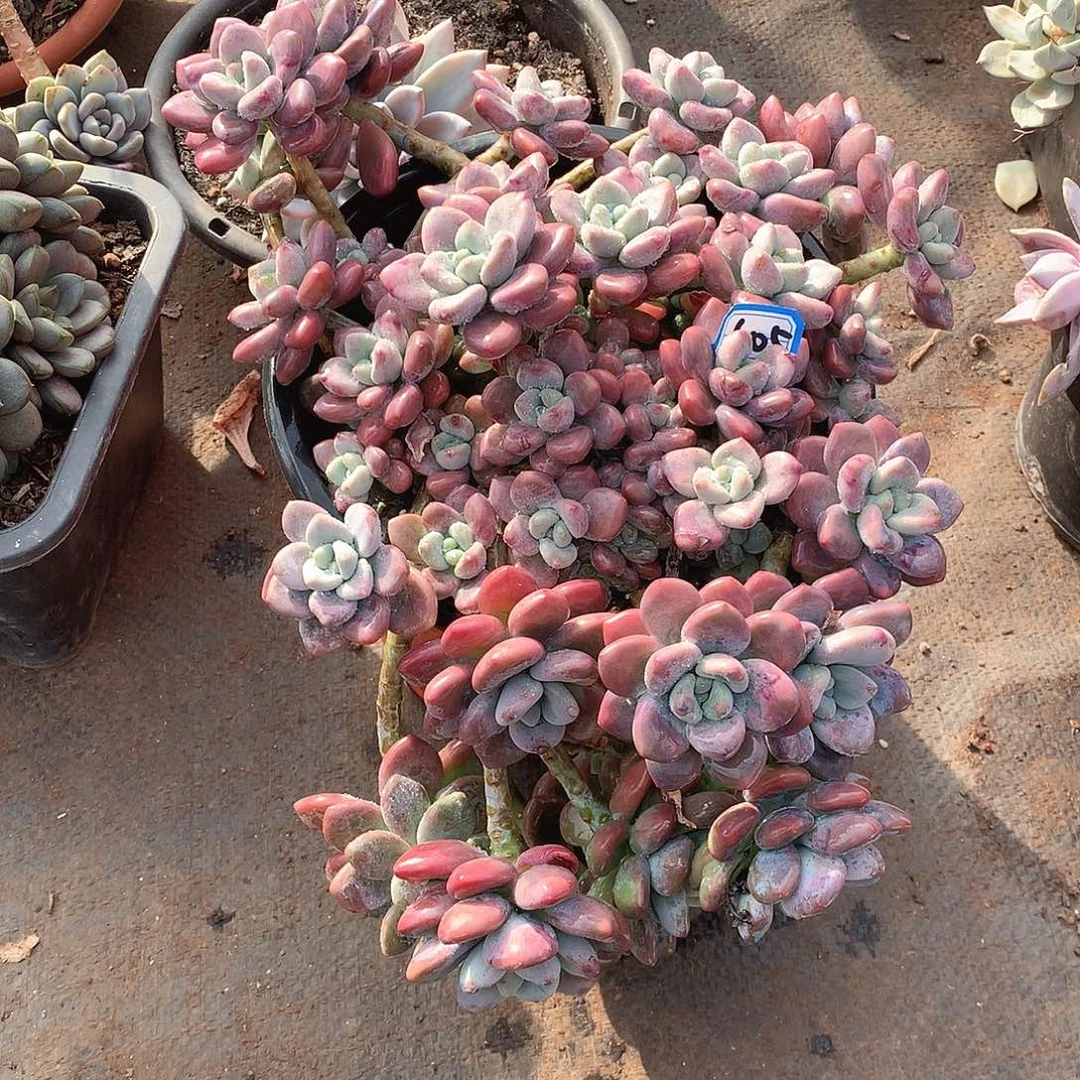 605洛神 一物一拍多肉