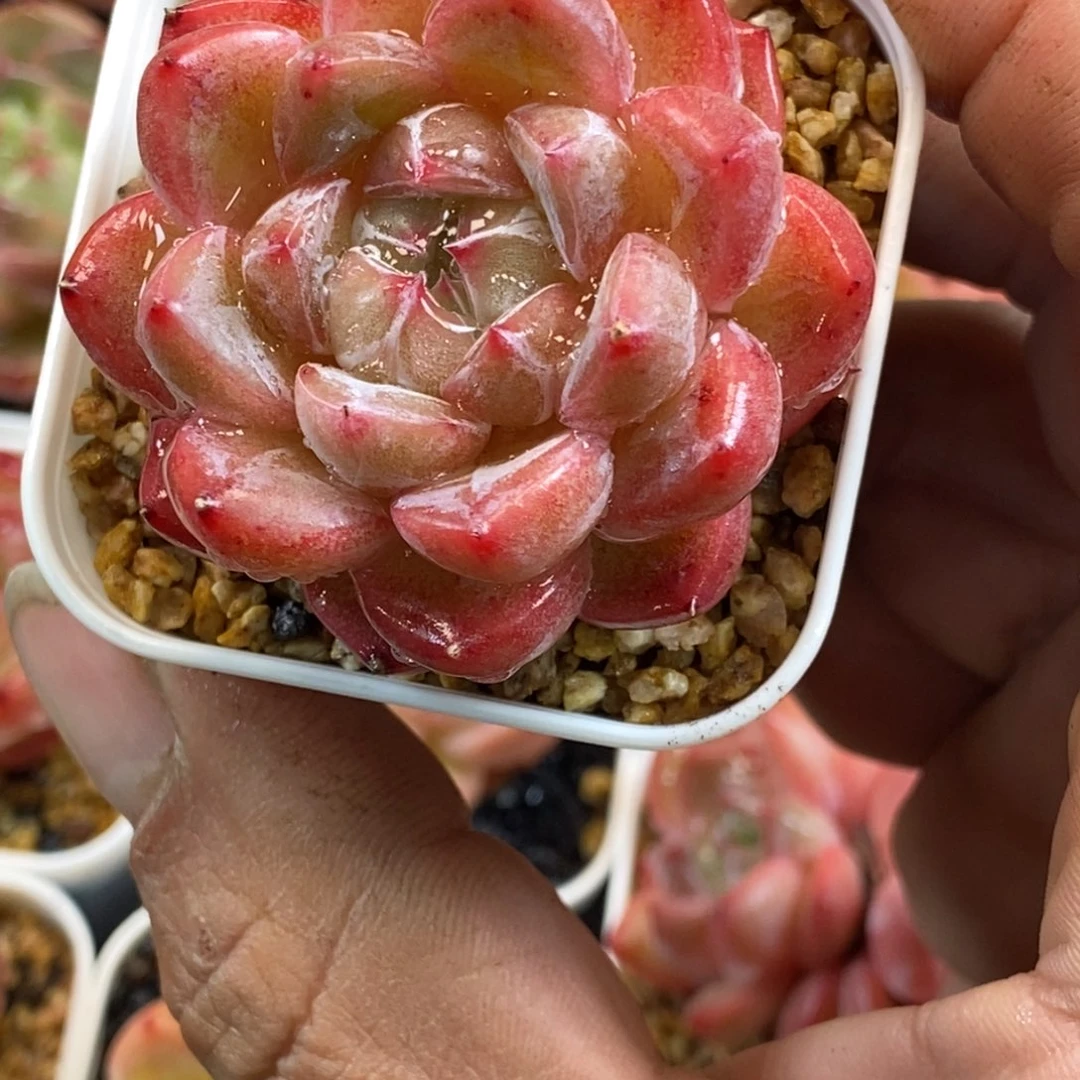 天官赐福百无禁忌