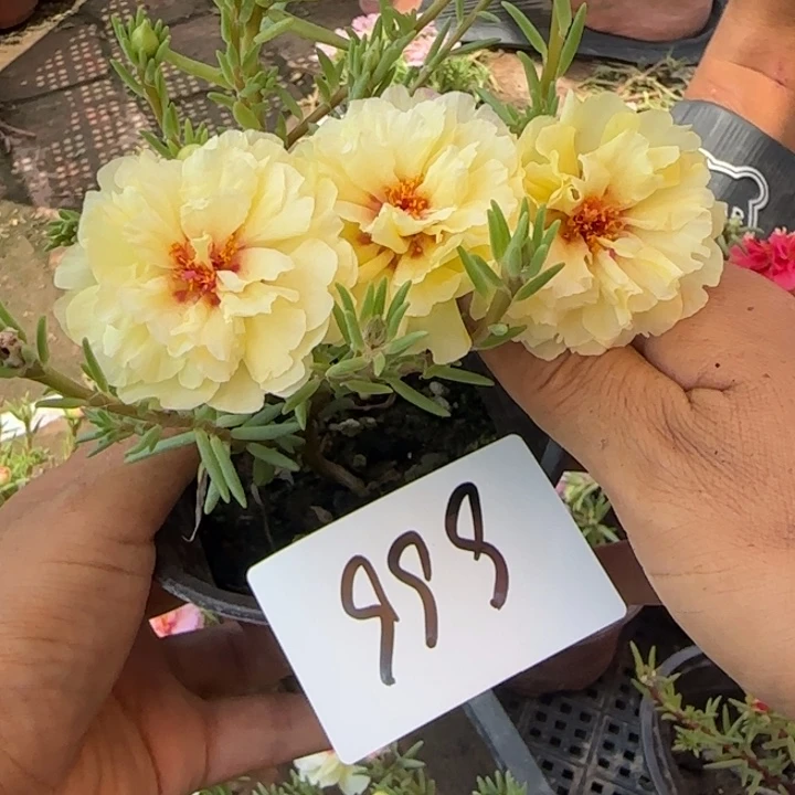 无花朵999超小苗盆口10cm