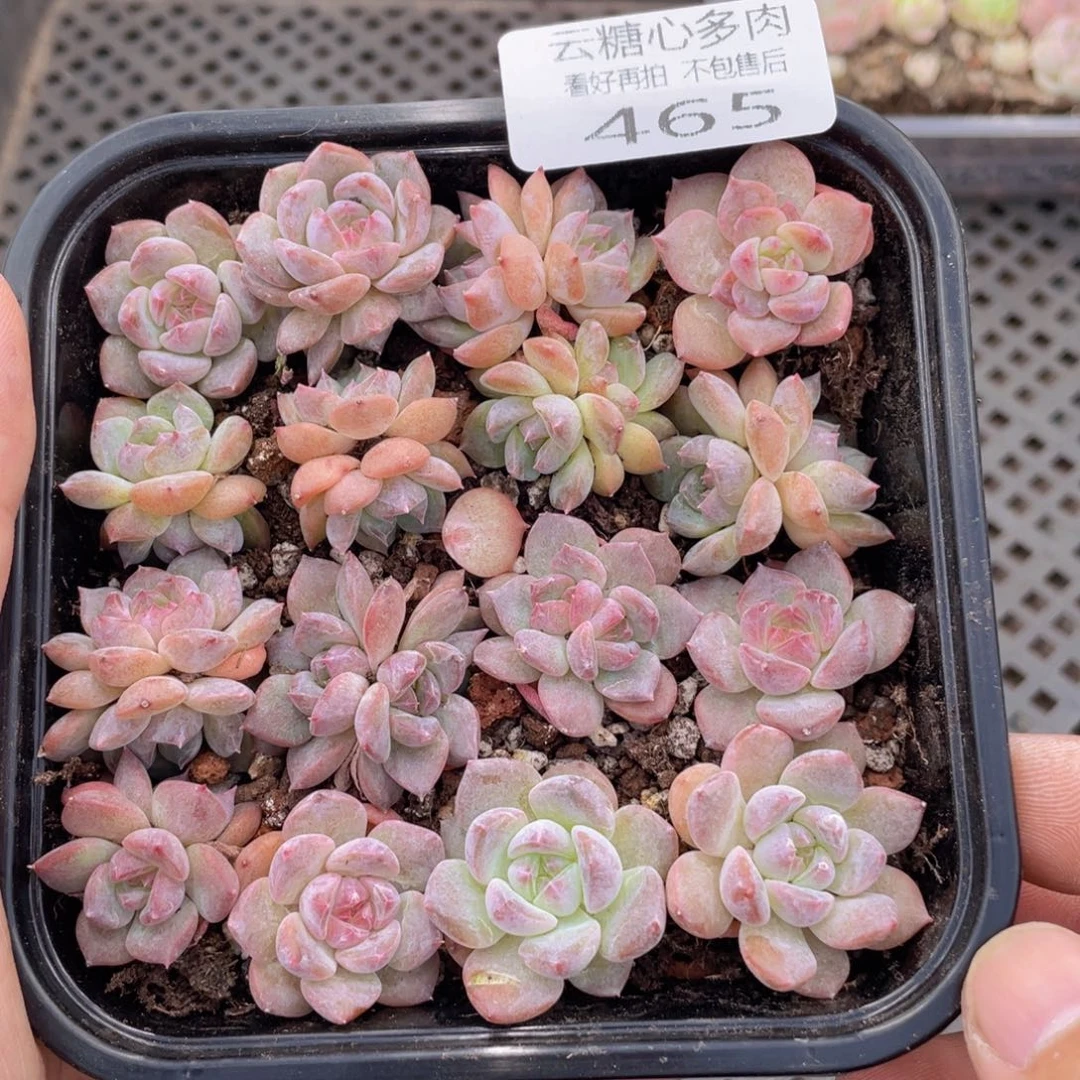 云糖心多肉植物465