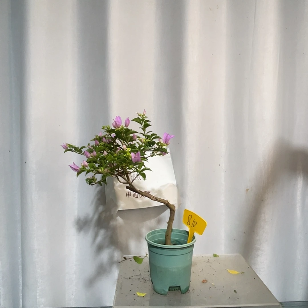 当前无花栽培后可以开花810巴西紫扦插造型苗，有旧伤破皮