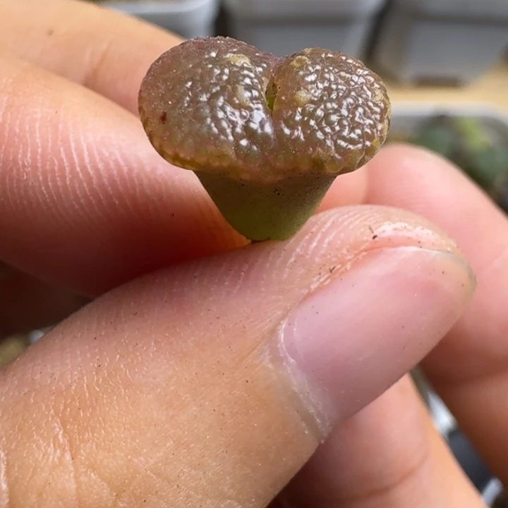 喵***崽多肉..................